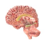 Cerebro